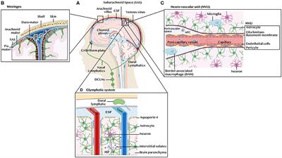 Glioblastoma Immune Landscape and the Potential of New Immunotherapies